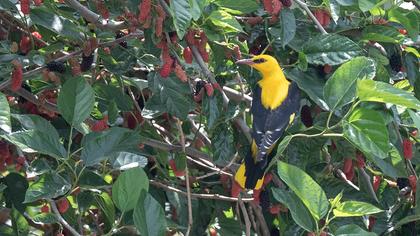 Eurasian Golden Oriole