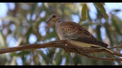 European Turtle Dove