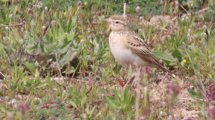 Greater Short-toed Lark