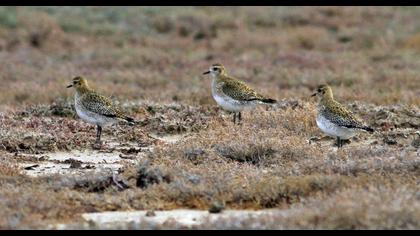 European Golden Plover