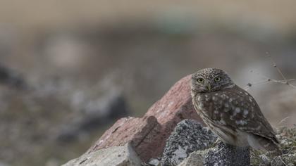 Little Owl