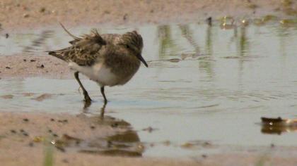 Sarıbacaklı kumkuşu