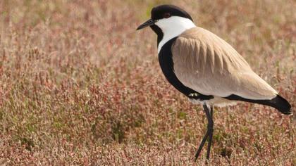 Spur-winged Lapwing