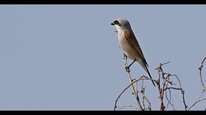 Red-backed Shrike