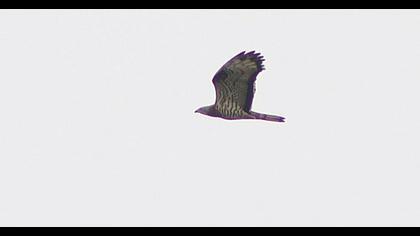 European Honey Buzzard
