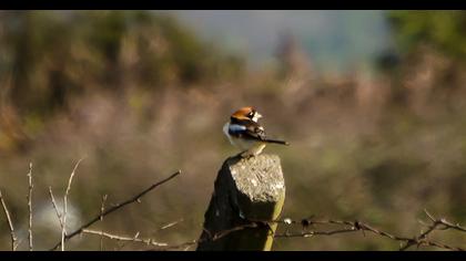 Kızılbaşlı örümcekkuşu