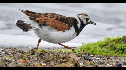 Ruddy Turnstone