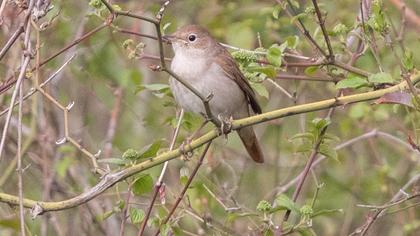 Common Nightingale