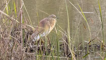 Squacco Heron