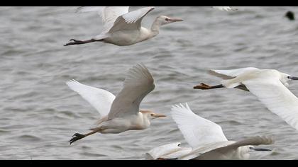 Sığır balıkçılı