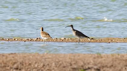 Sürmeli kervançulluğu