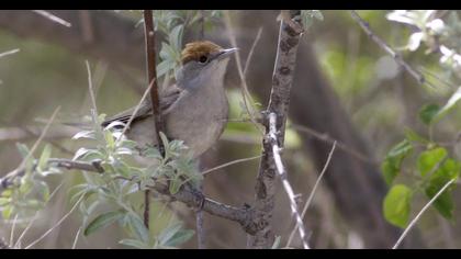 Eurasian Blackcap