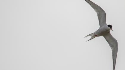 Common Tern