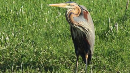 Erguvani balıkçıl