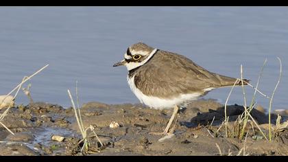 Halkalı küçük cılıbıt