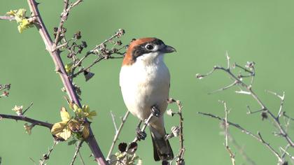 Kızılbaşlı örümcekkuşu
