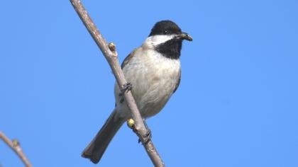 Akyanaklı baştankara