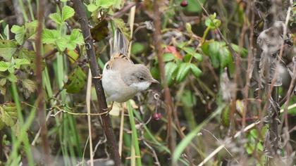 Akgerdanlı ötleğen