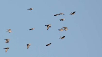 Common Wood Pigeon