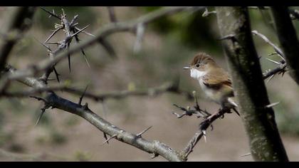 Akgerdanlı ötleğen