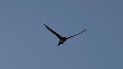 Alpine Swift