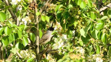 Karabaşlı ötleğen