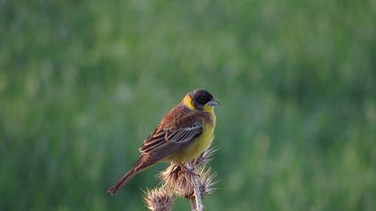 Karabaşlı kirazkuşu