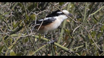 Maskeli örümcekkuşu