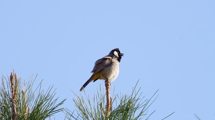 White-eared Bulbul