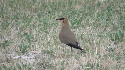 Collared Pratincole
