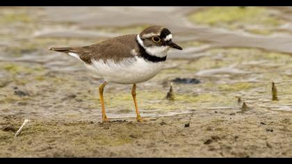 Little Ringed Plover