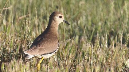 Akkuyruklu kızkuşu