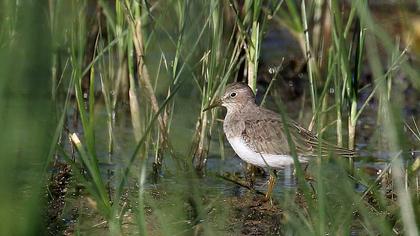 Sarıbacaklı kumkuşu