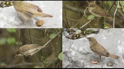 Marsh Warbler