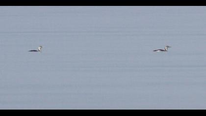 Kızılgerdanlı dalgıç