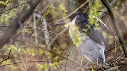 Black-crowned Night Heron
