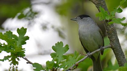 Karabaşlı ötleğen