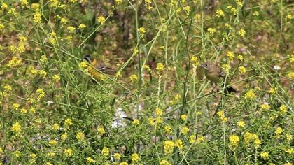 Karabaşlı kirazkuşu