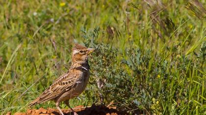 Bimaculated Lark