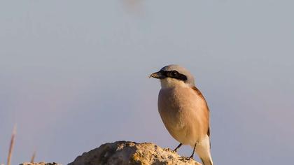 Kızılsırtlı örümcekkuşu