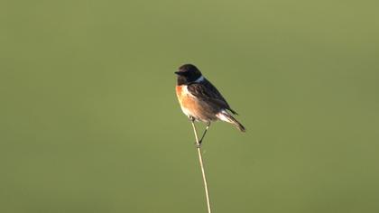European Stonechat