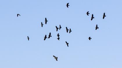 Küçük kartal