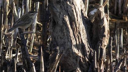 Kındıra kamışçını