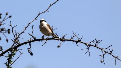 Kızılsırtlı örümcekkuşu