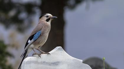 Alakarga