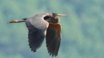 Erguvani balıkçıl