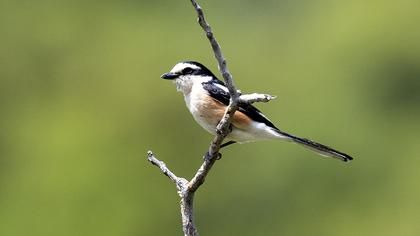 Maskeli örümcekkuşu