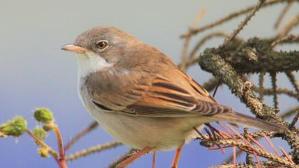 Akgerdanlı ötleğen