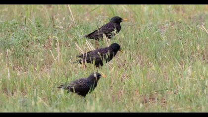 Common Starling