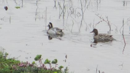 Garganey